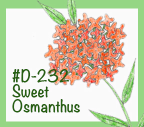 Drawing Lesson #D-232, “Sweet Osmanthus”