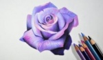 pencil-purple-rose